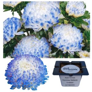 Aster chiński peoniowy niebieski "JUŻ WYSIANE" nasiona