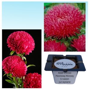 Aster chiński peoniowy różowy "JUŻ WYSIANE" nasiona