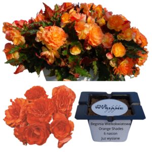 Begonia wielkokwiatowa Orange Shades F1 "JUŻ WYSIANE" nasiona