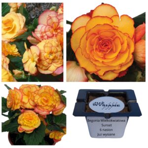 Begonia wielkokwiatowa Sunset F1 "JUŻ WYSIANE" nasiona