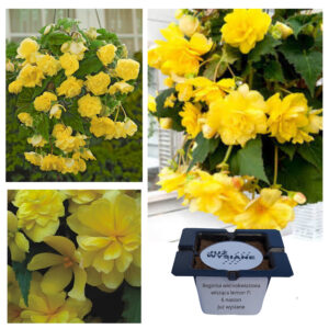 Begonia wielkokwiatowa wisząca Lemon F1 "JUŻ WYSIANE" nasiona