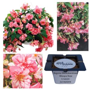 Begonia wielkokwiatowa wisząca Rose F1 "JUŻ WYSIANE" nasiona