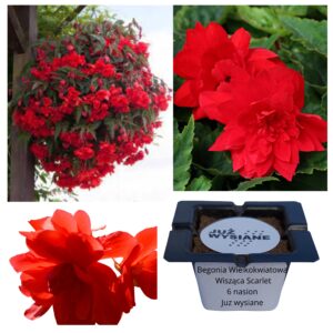 Begonia wielkokwiatowa wisząca Scarlet F1 "JUŻ WYSIANE" nasiona