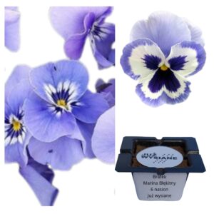 Bratek wielkokwiatowy Marina "JUŻ WYSIANE" nasiona