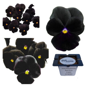 Bratek wielkokwiatowy Black Prince "JUŻ WYSIANE" nasiona