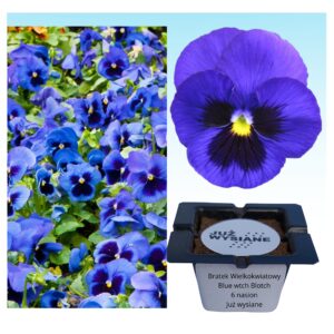 Bratek wielkokwiatowy Blue with Blotch "JUŻ WYSIANE" nasiona