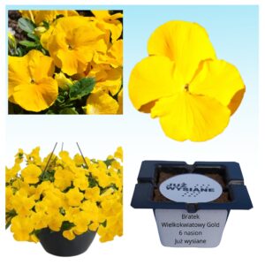 Bratek Gold wielkokwiatowy żółty "JUŻ WYSIANE" nasiona