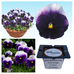 Bratek wielkokwiatowy Lord Beaconsfield "JUŻ WYSIANE" nasiona