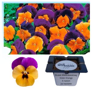 Bratek Violet Orange wielkokwiatowy "JUŻ WYSIANE" nasiona