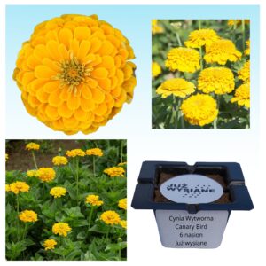 Cynia wytworna żółta Canary Bird "JUŻ WYSIANE" nasiona