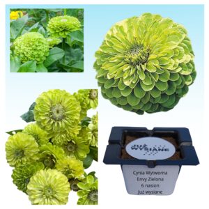 Cynia wytworna Envy zielona "JUŻ WYSIANE" nasiona