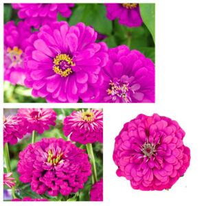 Cynia wytworna Violet Queen fioletowa "JUŻ WYSIANE" nasiona