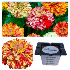 Cynia wytworna Peppermint "JUŻ WYSIANE" nasiona