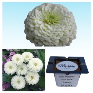 Cynia wytworna Polar White biała "JUŻ WYSIANE" nasiona