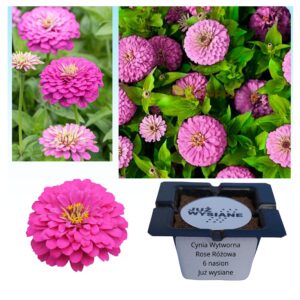 Cynia wytworna Rose różowa "JUŻ WYSIANE" nasiona