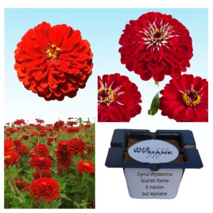 Cynia wytworna Scarlet Flame czerwona "JUŻ WYSIANE" nasiona