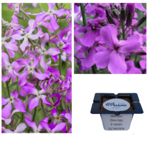 Maciejka dwuroga fioletowa "JUŻ WYSIANE" nasiona