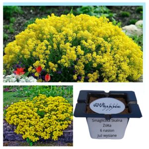 Smagliczka skalna Allysum żółta "JUŻ WYSIANE" nasiona + GRATIS