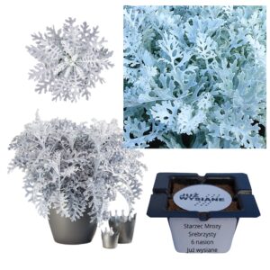 Mrozy srebrzysty Starzec popielny "JUŻ WYSIANE" nasiona