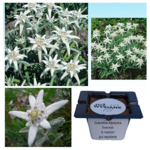 Szarotka alpejska Everest na skalniak "JUŻ WYSIANE" nasiona