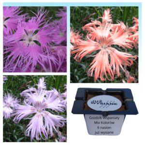 Goździk wspaniały nasiona "Już wysiane"