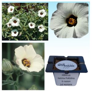 Ketmia południowa Hibiscus nasiona "Już wysiane"