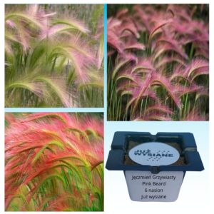 Jęczmień grzywiasty Pink Beard "JUŻ WYSIANE" nasiona