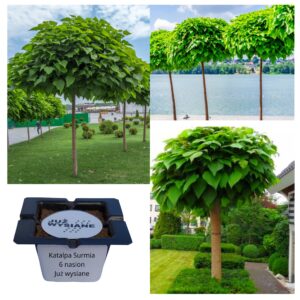 Katalpa Surmia nasiona "Już wysiane"