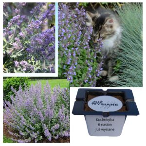 Kocimiętka Zioła dla kotka "JUŻ WYSIANE" nasiona