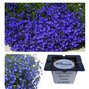 Lobelia zwisająca Regatta Midnight Blue "JUŻ WYSIANE" nasiona