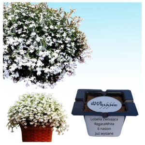 Lobelia zwisająca Regatta White "JUŻ WYSIANE" nasiona
