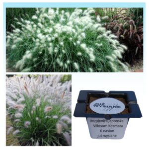 Rozplenica kosmata villosum Trawa ozdobna "JUŻ WYSIANE" nasiona