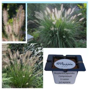 Rozplenica japońska Compressum "JUŻ WYSIANE" nasiona