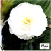 Begonia wielkokwiatowa Fortune White F1 "JUŻ WYSIANE" nasiona