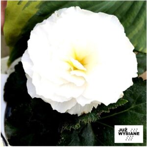 Begonia wielkokwiatowa Fortune White F1 "JUŻ WYSIANE" nasiona