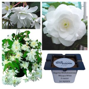 Begonia zwisająca wielkokwiatowa biała „JUŻ WYSIANE” nasiona