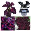 Koleus Pokrzywka Black Dragon "JUŻ WYSIANE" nasiona