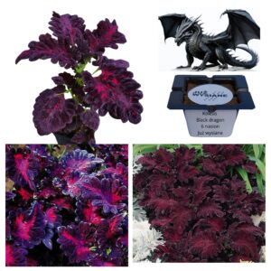Koleus Pokrzywka Black Dragon "JUŻ WYSIANE" nasiona