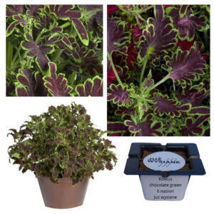 Koleus Pokrzywka Colocha Chocolate green "JUŻ WYSIANE" nasiona