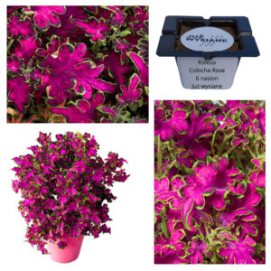 Koleus Pokrzywka Colocha Rose "JUŻ WYSIANE" nasiona