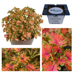 Koleus Pokrzywka Colocha Scarlet "JUŻ WYSIANE" nasiona