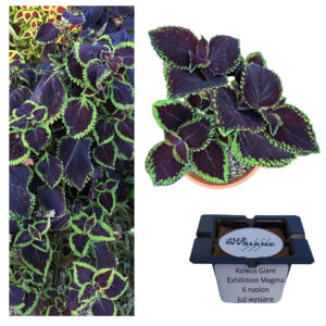 Koleus Giant Exhibition Magma "JUŻ WYSIANE" nasiona