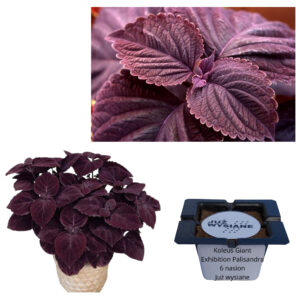 Koleus Giant Exhibition Palisandra "JUŻ WYSIANE" nasiona