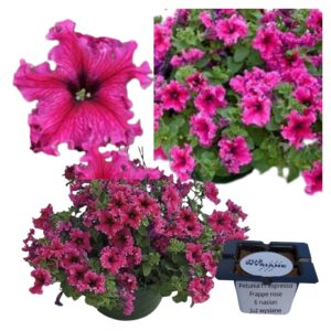 Petunia F1 Espreso Frappe Rose nasiona "Już wysiane"