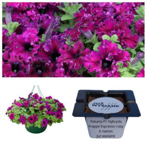 Petunia F1 Espreso Frappe Ruby nasiona "Już wysiane"