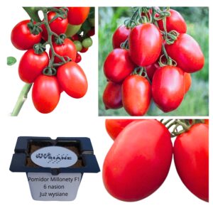 Pomidor Millonety F1 "Już wysiane" nasiona