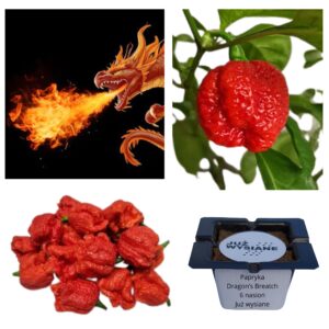 Papryka najostrzejsza na świecie Dragon's Breath Oddech Smoka "Już wysiane" nasiona