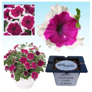 Petunia F1 Frost Burgundy "JUŻ WYSIANE" nasiona