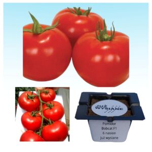 Pomidor BOBCAT F1 "Już wysiane" nasiona
