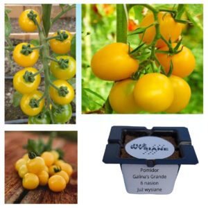 Pomidor Galina's Grande F1 "Już wysiane" nasiona